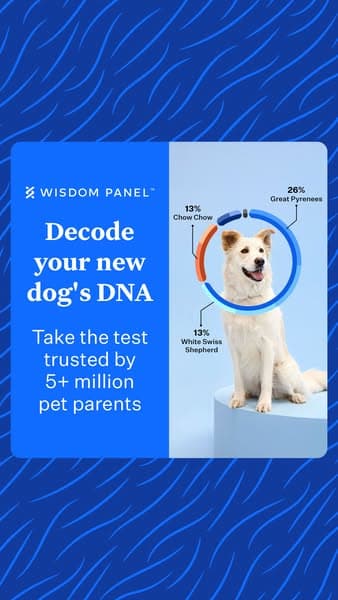 Wisdom Panel ad creative